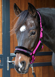 HARRY´S HORSE LYRICS QUOTES FUCHSIA