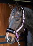 HARRY´S HORSE LYRICS QUOTES LILA 