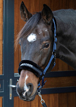 HARRY´S HORSE LYRICS QUOTES NAVY