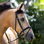 HB HOOFSTEL BASIC ZWART 