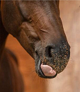 Paardenbrok Basis 25 kg