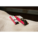 EXCELLENT HORSE GROOMING BORSTEL