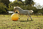 MAXIMUS POWER PLAY BALL