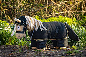 CRAFTY PONIES SHOWDEKEN SET
