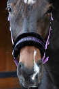 HARRY´S HORSE LYRICS QUOTES LILA 
