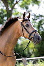 HB HOOFSTEL BASIC ZWART 