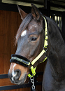 HARRY´S HORSE LYRICS QUOTES LIME 