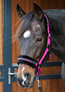 HARRY´S HORSE LYRICS QUOTES FUCHSIA