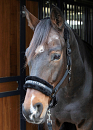  HARRY´S HORSE LYRICS QUOTES ZWART