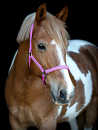 EQ BUTTERFLY HALSTER ROZE