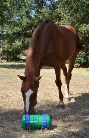 PIPOLINO
