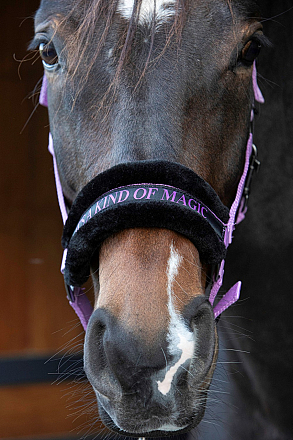 HARRY´S HORSE LYRICS QUOTES LILA 