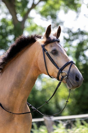 HB HOOFSTEL BASIC ZWART 