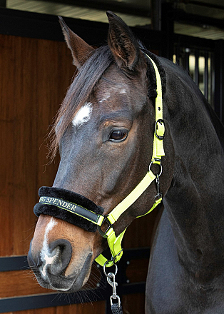 HARRY´S HORSE LYRICS QUOTES LIME 