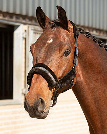 HARRY'S HORSE HALSTERSET DENICI CAVALLI STARDUST SOFT ZWART