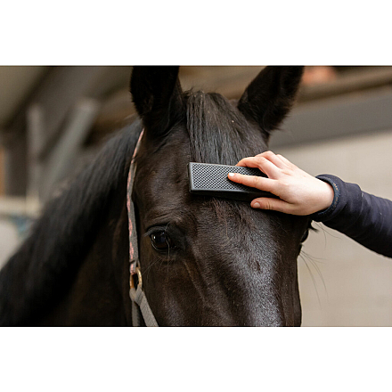 EXCELLENT HORSE GROOMING BORSTEL